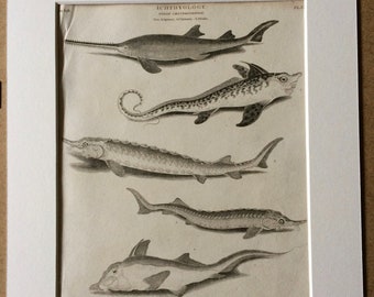 1819 Sawfish, Sea Monster, Sturgeon, Sterlet Original Antique Engraving - Mounted and Matted - Ichthyology - Fish - Marine Species - Framed