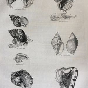 May include: A collection of eight black and white illustrations of various seashells. The illustrations are labelled with the names of the shells, including "Spiny Concholepas", "Helmet Bulimus", "Wood Whelk", "Conciliated Chiton", "Spindle Elara", and "Concholepas".