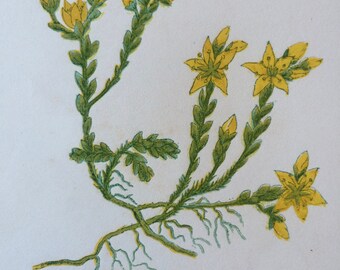 1852 Original Antique Hand-Coloured Anne Pratt Botanical Illustration - Biting Stonecrop - Flower - Botany - Garden - Available Framed