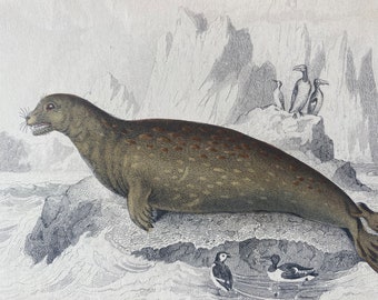 1839 Phoca Leopardina or Sea Leopard Original Antique Hand-Coloured Engraving - Seal - Jardine - Marine Wildlife