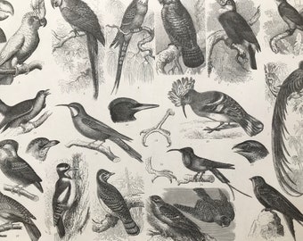 1869 Birds - Zoology Large Original Antique Illustration - Ornithology - Parrot, Trogon, Bee-Eater - Mounted and Matted
