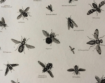 1819 Fly Varieties Original Antique Engraving - Available Mounted and Matted - Diptera Musca - Insect - Entomology - Available Framed