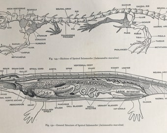 1903 General Structure of a Spotted Salamander Original Antique Print - Reptile Anatomy - Mounted and Matted - Available Framed