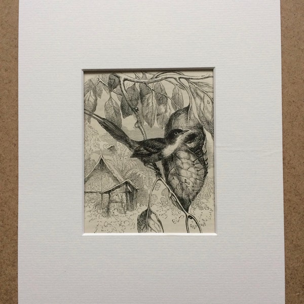 1900 Long-Tailed Tailor-Bird and Nest Original Antique Matted Print - Ornithology - Decorative Wall Decor - Available Framed