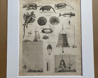 1806 Armadillo, Sea Urchin, Beetle, Diving Bell Original Antique Engraving - Encyclopaedia - Mounted and Matted - Available Framed