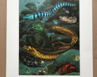 1968 Original Vintage Print - Mounted and Matted - Honeycomb Moray, Snowflake Moray, Mediterranean Moray - Fish - Available Framed