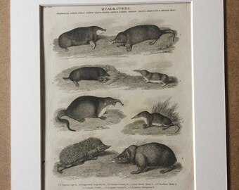 1819 Mole, Shrew and Hedgehog Original Antique Engraving - Available Mounted and Matted - Wildlife Decor - Mammal - Framed