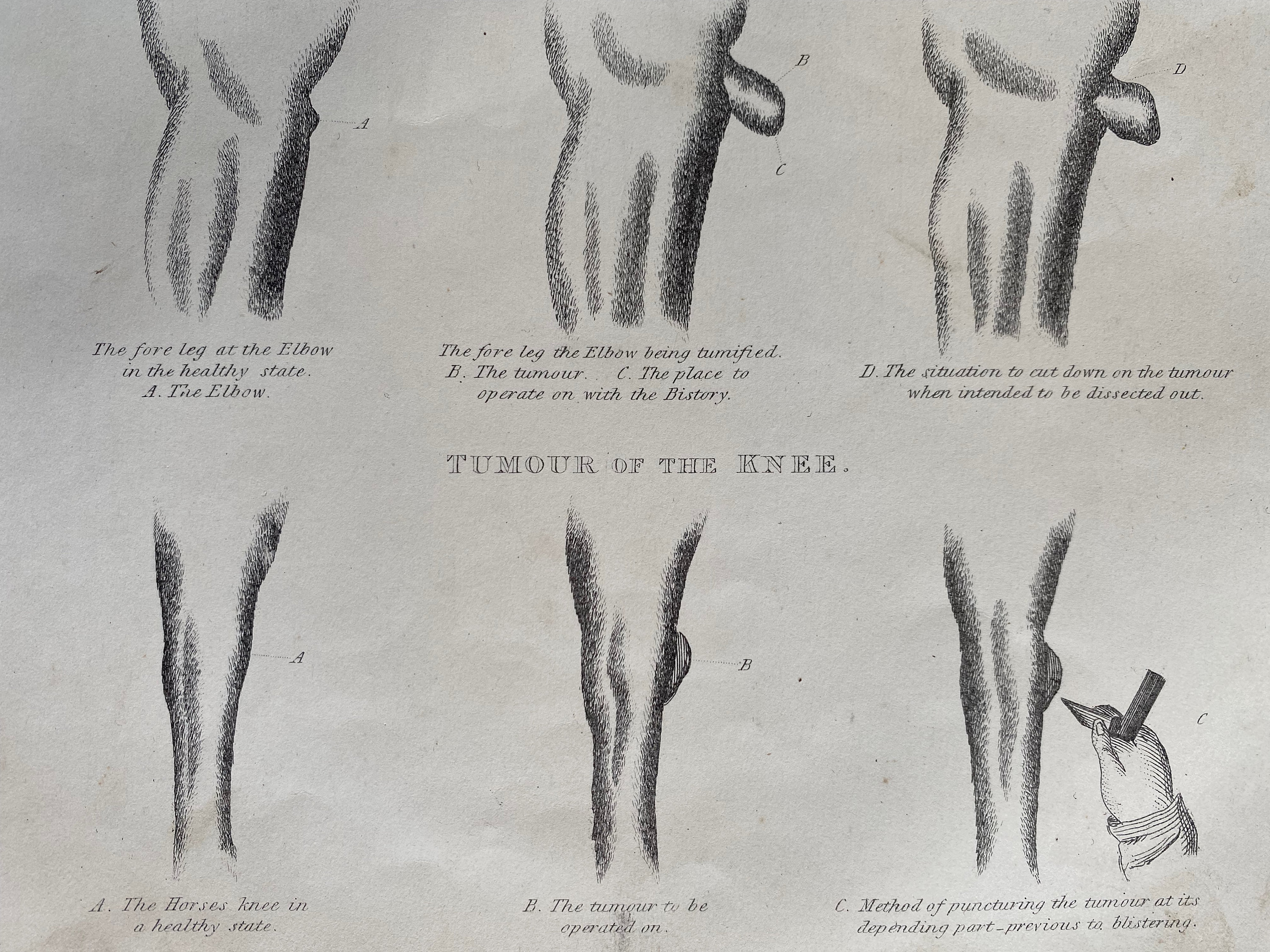 1870 Capped Hock and Thorough Pin Original Antique Print Equine Decor