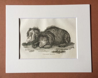 1800 Ursine Sloth Original Antique Engraving - Zoology - Natural History - Available Framed