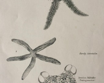 1862 Echinodermata Original Antique Engraving - Available Mounted, Matted and Framed - Marine Species - Starfish - Zoology