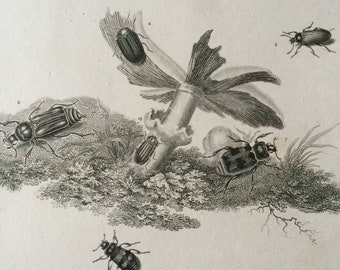 1819 Beetles Original Antique Engraving - Vintage Insect Art - Coleoptera - Entomology - Available Matted and Framed