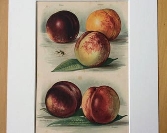 1890 Beautiful Large Original Antique Fruit Lithograph - Nectarine - Peach - matted and available framed - 14 x 11 inches - Botanical Decor