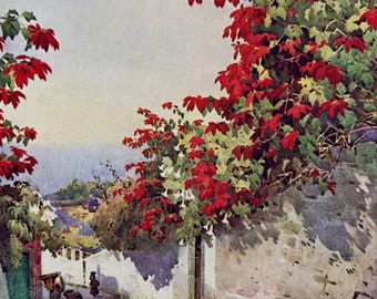 1909 Madeira - Poinsettia on the Mount Road Original Antique Print - Botanical Art - Flower - Mounted and Matted - Available Framed