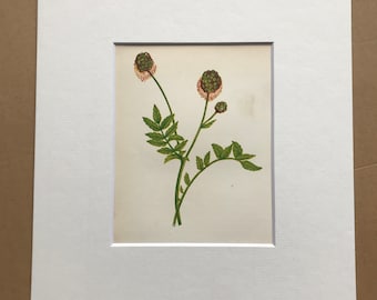 1852 Original Antique Hand-Coloured Anne Pratt Botanical Illustration - Salad Burnet - Flower - Botany - Garden - Available Framed