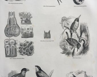 1856 Large Original Antique Bird Engraving - Swallow, Purple Martin, Green Todies, Long-Winged Swift, Anatomy - Ornithology - Wall Decor