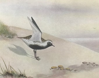 1924 American Golden Plover Original Antique Print - Mounted and Matted - Ornithology - British Waders - Vintage Bird Art - Available Framed