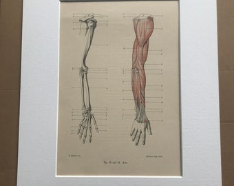 1890 Original Antique Anatomical Print - Arm Muscles & Bones - Skeleton - Anatomy - Medical Decor - Mounted and Matted - Available Framed