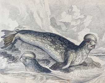 1839 The Crested Seal Original Antique Hand-Coloured Engraving - Seal - Jardine - Marine Wildlife