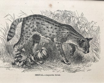 1896 Serval Original Antique Print - Wildlife - Natural History - Mounted and Matted - Available Framed