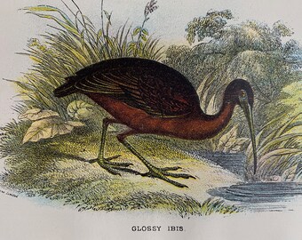 Adjutant Marabou 1856 Large Original Antique Bird Engraving Glossy Ibis Wall Decor Sacred Ibis Jabiru Ornithology