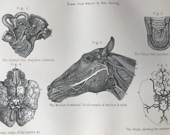 1880 Equine Anatomy - The Head, Ear, Brain, nerves, Muscles, blood vessels Original Antique Print - Mounted and Matted - Available Framed