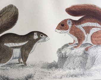 1852 Original Antique Hand-Coloured Engraving - Fire-Footed Squirrel & Hottentot Squirrel - Zoology - Natural History - Decorative Print