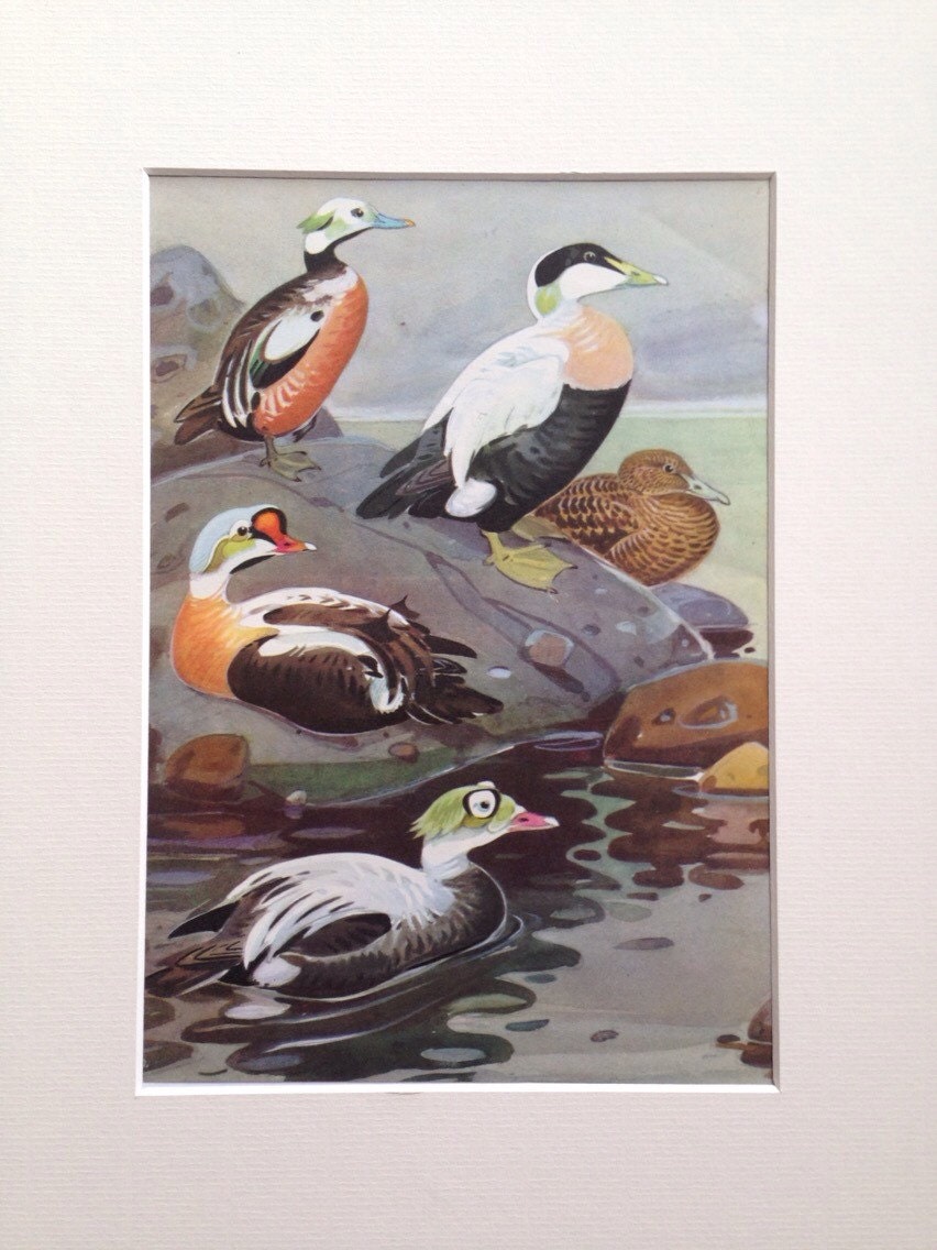 1968 Colourful Original Vintage Duck Print matted and ready to frame 14 x 11 inches Wall 1968 Colourful Original Vintage Duck Print matted and ready to frame 14 x 11 inches Wall
