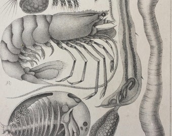 1875 Ernst Haeckel Original Antique Lithograph - Marine Decor - Crustacean - Rare Unusual Art - Decorative Art