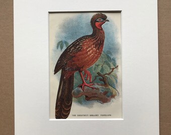 1896 The Chestnut-Bellied Penelope Original Antique Chromolithograph - Bird - Ornithology - Mounted and Matted - Available Framed