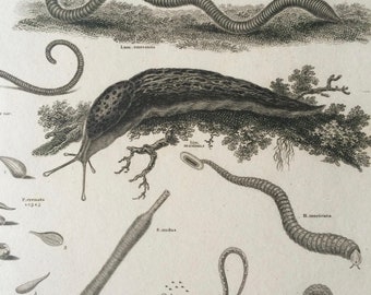 1819 Original Antique Engraving - Vermes - Worms - Slug - Available Matted and Framed