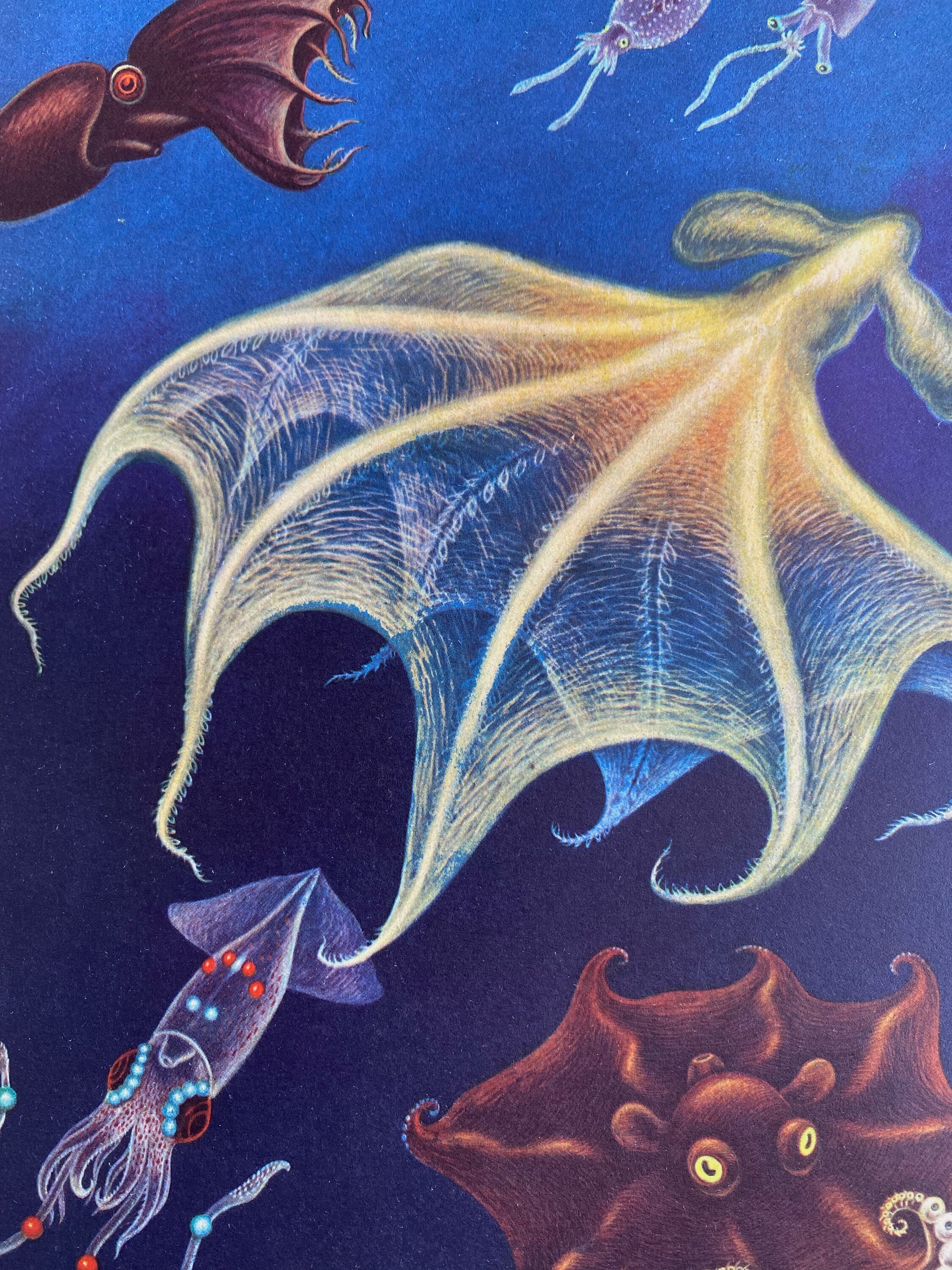 1968 Original Vintage Cephalopod Print Japanese Pancake Devilfish