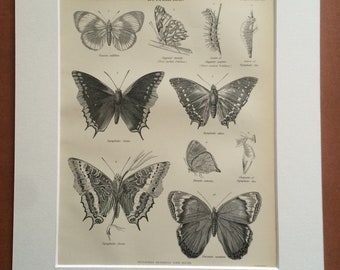 1875 Butterflies Original Antique Matted Engraving - Lepidoptera - Butterfly - Insect - Entomology - Matted & Available Framed