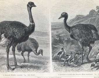 1897 Common Ostrich and Greater Rhea Original Antique Print - Mounted and Matted - Ornithology - Vintage Bird Art - Available Framed