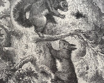 1896 Common Squirrel Original Antique Print - Wildlife - Natural History - Mounted and Matted - Available Framed