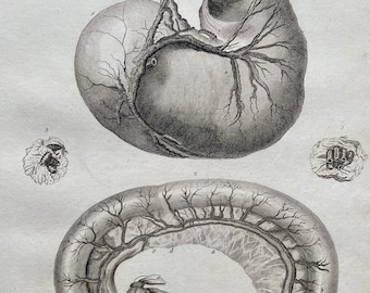 1810 Farriery - The Stomach, Mesentery and Dudenum Original Antique Copperplate Engraving - Equine Horse Veterinarian - Available Framed