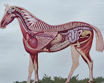 1923 Horse Anatomy Original Vintage Print Veterinarian Vet - Etsy Denmark 1923 Horse Anatomy Original Vintage Print Veterinarian Vet - Etsy Denmark