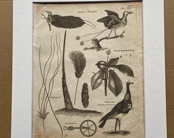 1806 Birds of Paradise, Papyrus and Horned Screamer Original Antique Engraving - Encyclopaedia - Mounted and Matted - Available Framed