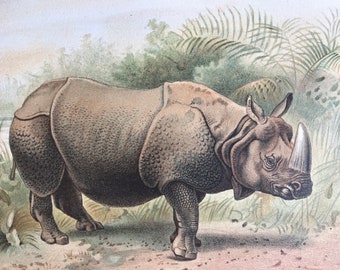 1893 Rhinoceros Original Antique Print - Wildlife - Natural History - Animal Art - Mounted and Matted - Available Framed