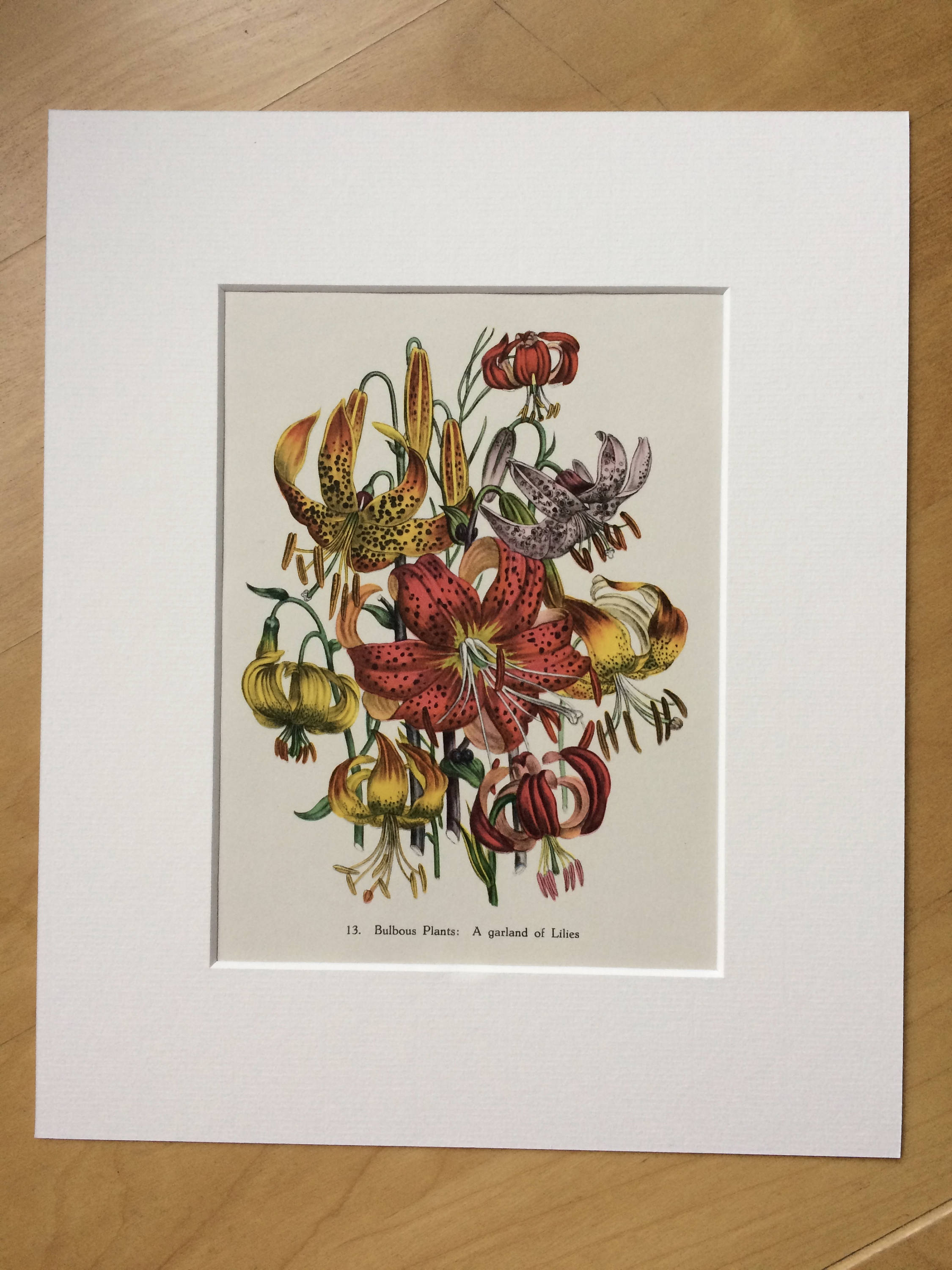 Original Botanitcal Prints Original Botanical Prints