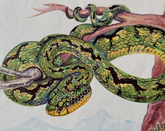 1955 Sri-Lankan Pit Viper Original Vintage Snake Print - Herpetology - Reptile - Mounted and Matted - Available Framed