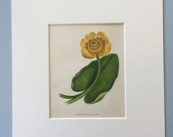 1852 Original Antique Hand-Coloured Anne Pratt Botanical Illustration - Yellow Water Lily - Wild Flower - Botany - Garden - Decorative Art
