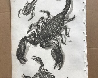 1809 Scorpion Species Original Antique Engraving - Entomology - Insect Art