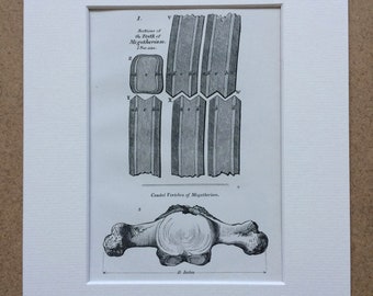 1836 Original Antique Engraving - Sections of the Teeth of Megatherium - Palaeontology - Mounted and Matted - Decorative Art - Framed