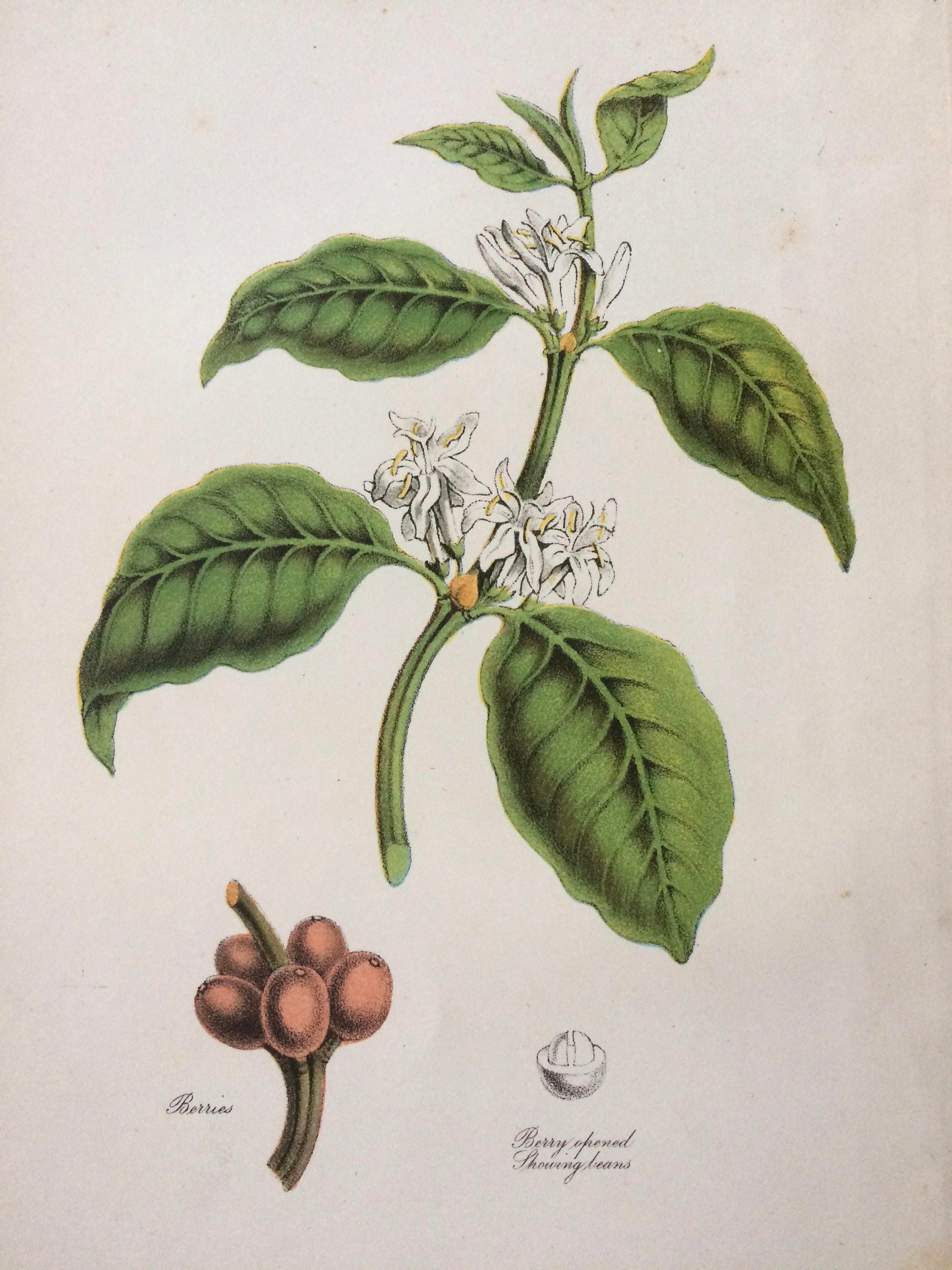 1891 Coffee Plant Original Antique Encyclopaedia Illustration
