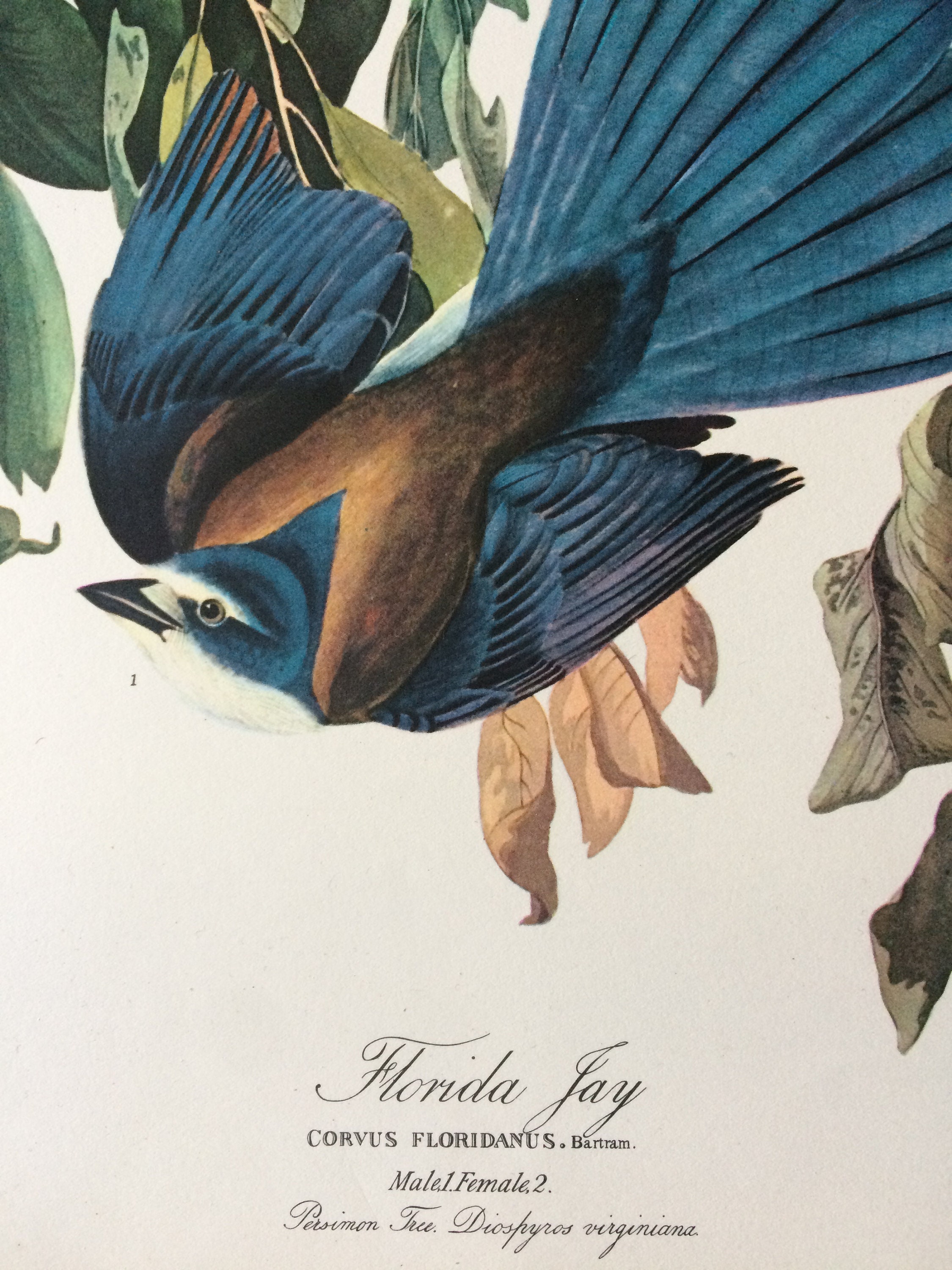 FLORIDA JAY Large Original Vintage 1964 Audubon Print, 14 x 17 inches
