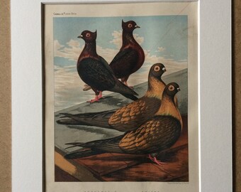 1876 Original Antique Matted Lithograph - Pigeon - Archangels - Swifts - Ornithology - Antique Bird Art - Available Framed