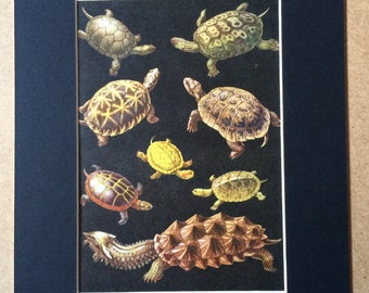 1968 Original Vintage Tortoise Print - Pond Turtle - Caspian Turtle - Terrapin - Reptile Art - Available Framed
