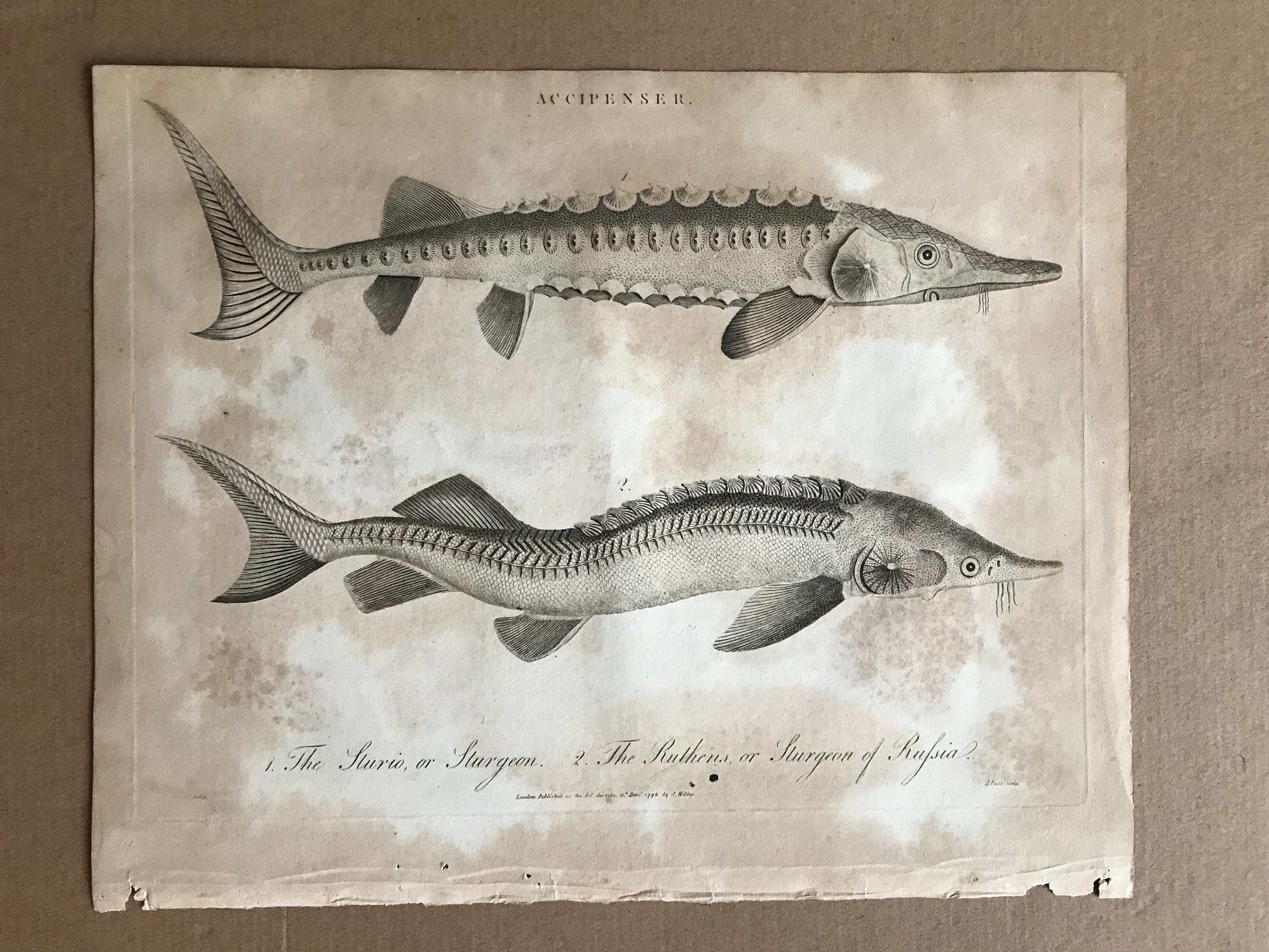 1810 Sturgeon Original Antique Copperplate Engraving - Mounted and