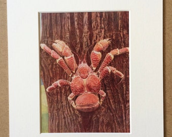1940s Tree Climbing Crab Original Vintage Print - Mounted and Matted - Marine Decor - Ocean Wildlife - Robber Crab - Framed Vintage Art