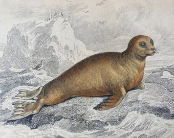 1839 Otaria Molossina Original Antique Hand-Coloured Engraving - Jardine - Marine Wildlife